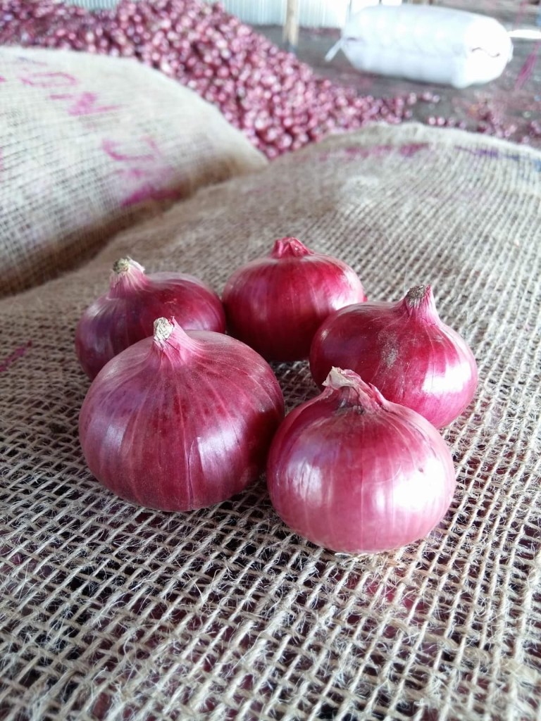 Premium export-quality onions from Navyug Exim