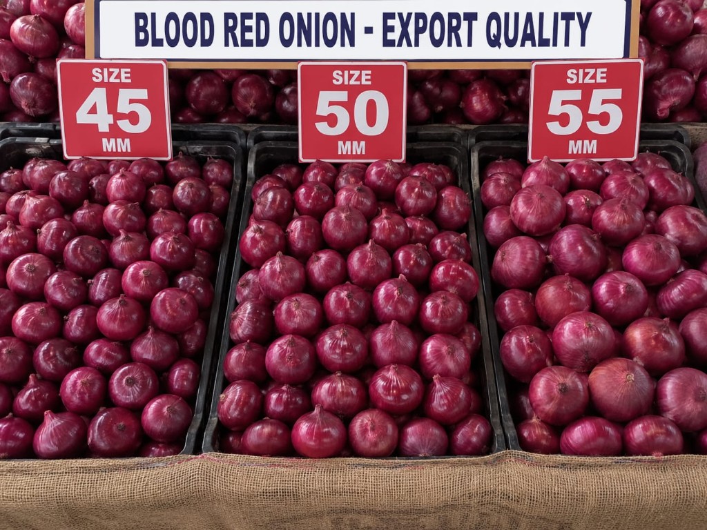 Blood Red Onion Export Quality — Navyug Exim